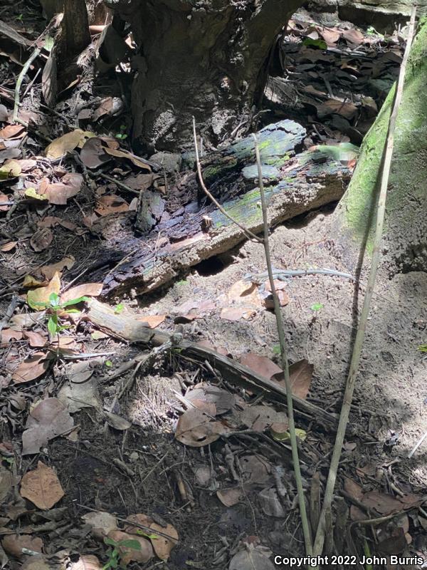 Mexican Racerunner (Aspidoscelis guttata guttata)