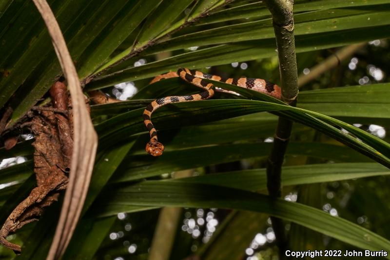 Blunthead Tree Snake (Imantodes cenchoa)