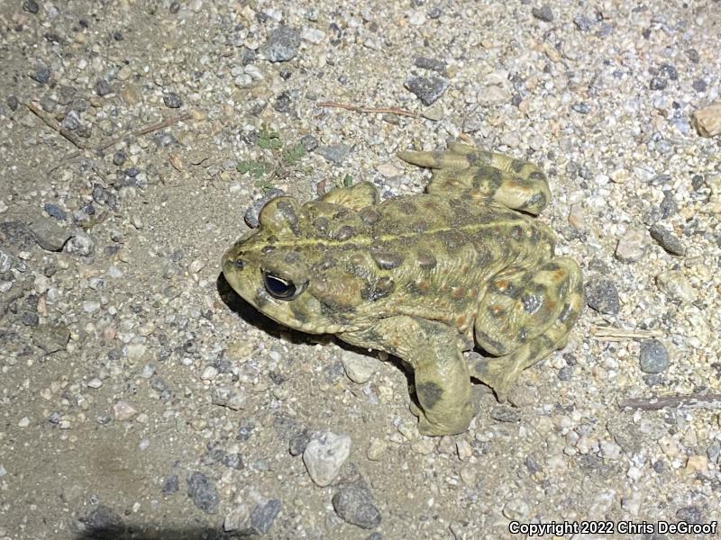 Southern California Toad (Anaxyrus boreas halophilus)