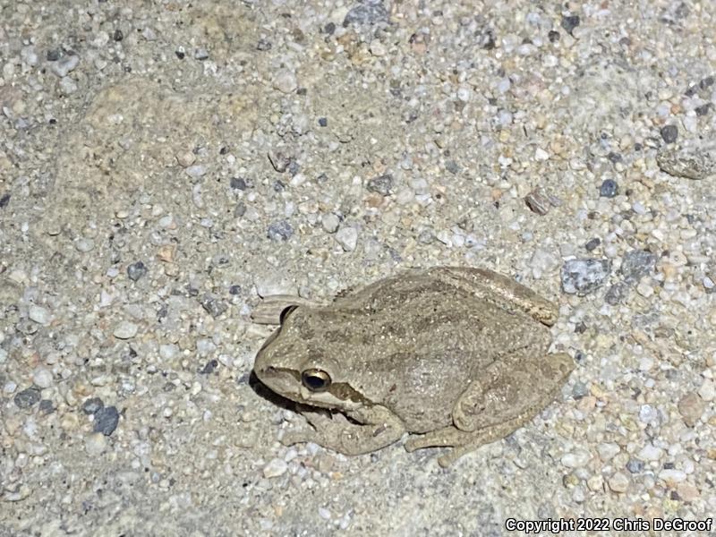 Baja California Treefrog (Pseudacris hypochondriaca)