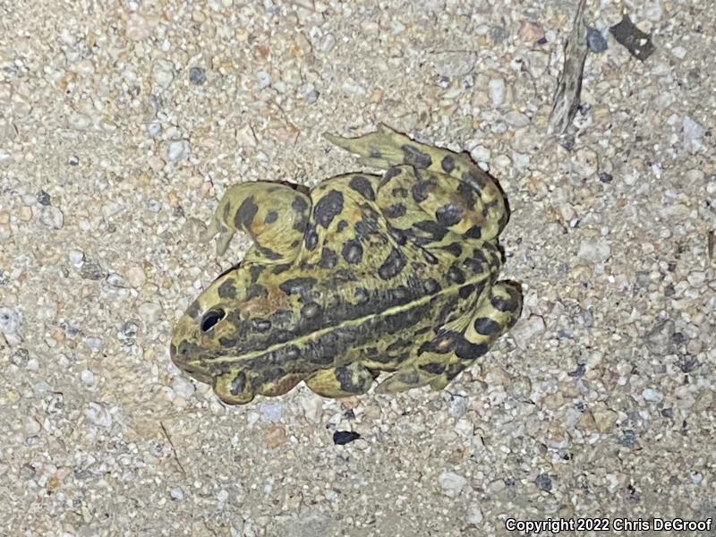 Southern California Toad (Anaxyrus boreas halophilus)