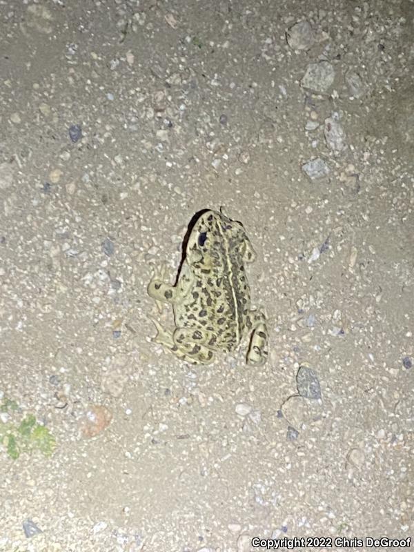 Southern California Toad (Anaxyrus boreas halophilus)