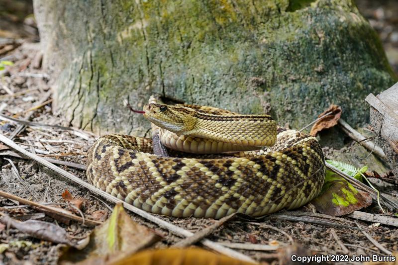 Middle American Rattlesnake (Crotalus simus)