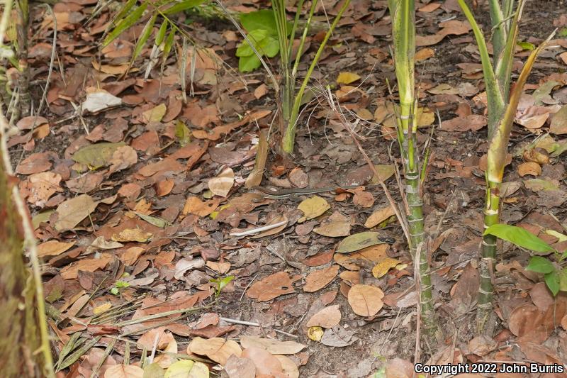 Mexican Racerunner (Aspidoscelis guttata guttata)