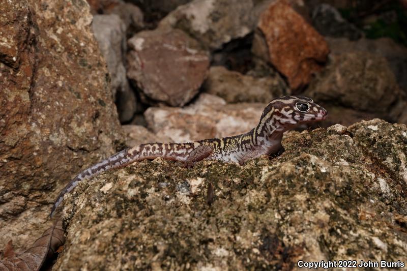 Yucatan Banded Gecko (Coleonyx elegans elegans)