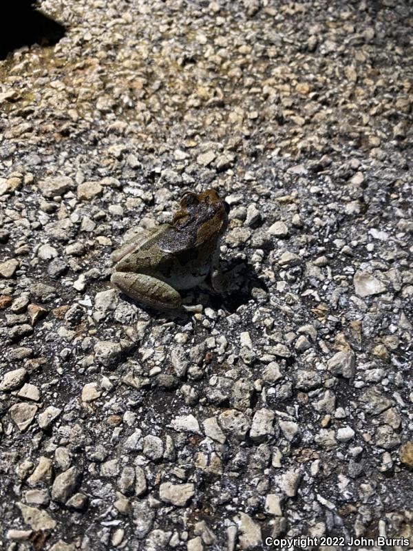 Mexican Treefrog (Smilisca baudinii)