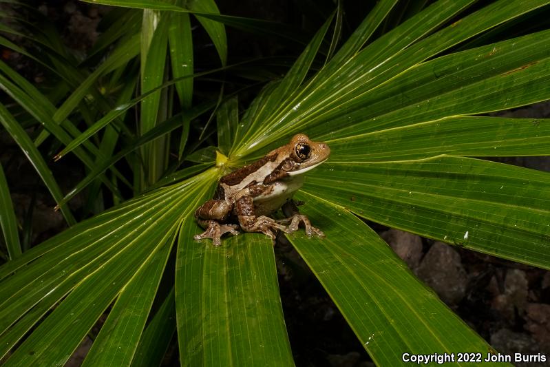 Veined Treefrog (Trachycephalus venulosus)