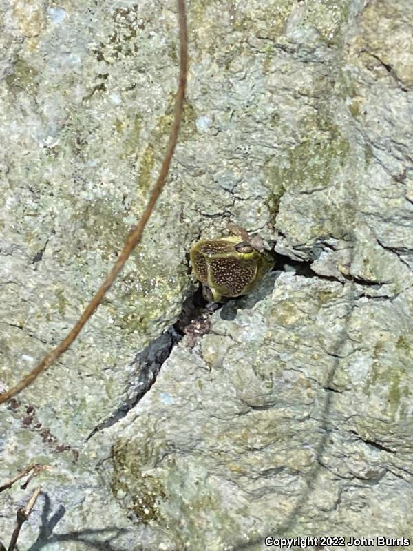 Yucatán Casque-headed Treefrog (Triprion petasatus)