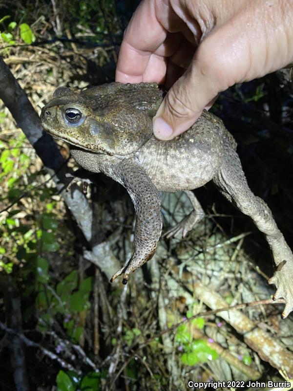 Cane Toad (Rhinella marina)