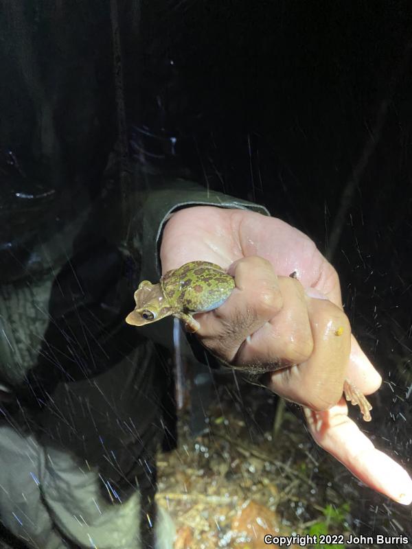 Yucatán Casque-headed Treefrog (Triprion petasatus)