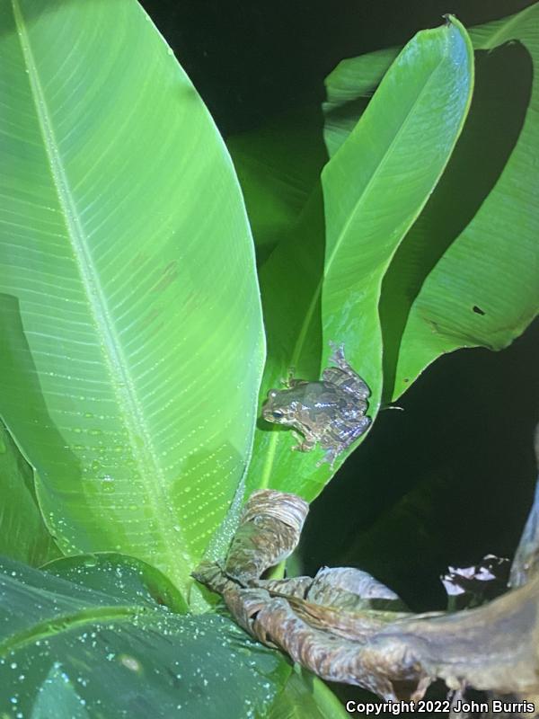 Mexican Treefrog (Smilisca baudinii)