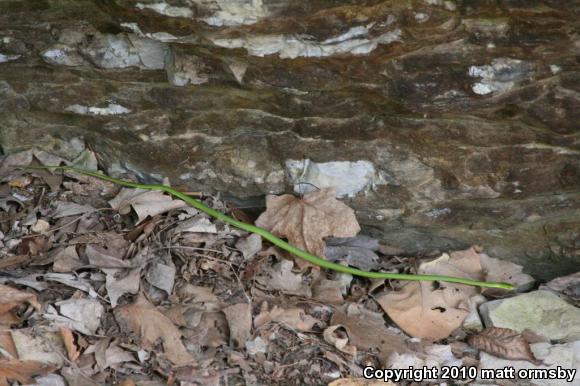 Northern Rough Greensnake (Opheodrys aestivus aestivus)