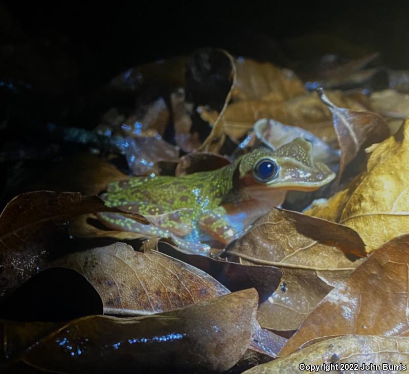 Yucatán Casque-headed Treefrog (Triprion petasatus)