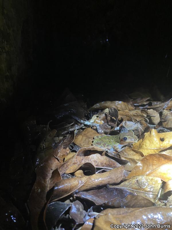 Yucatán Casque-headed Treefrog (Triprion petasatus)