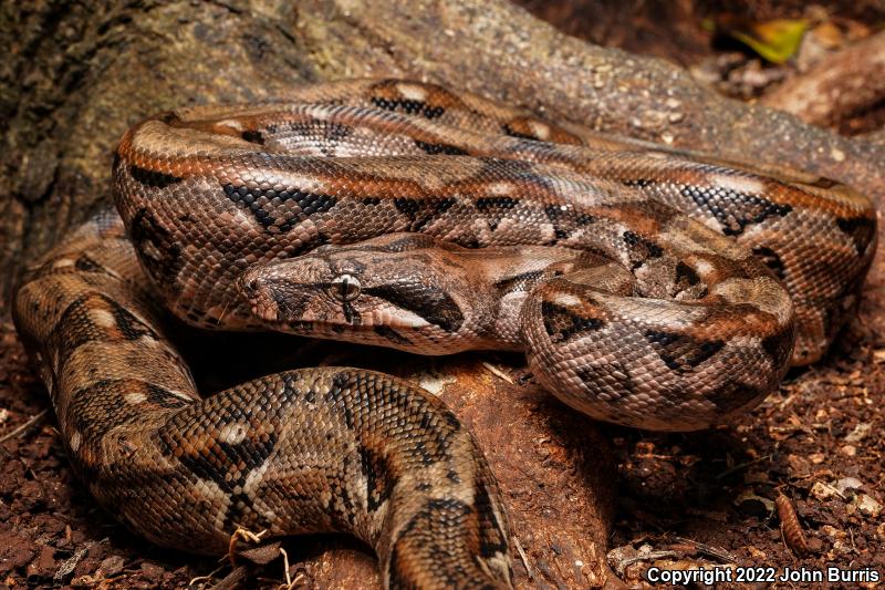 Mexican Boa Constrictor (Boa constrictor imperator)