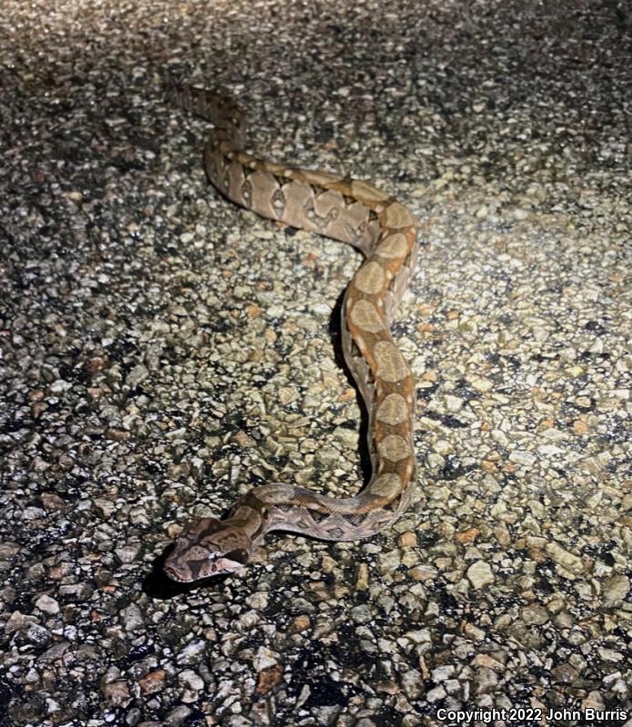 Mexican Boa Constrictor (Boa constrictor imperator)