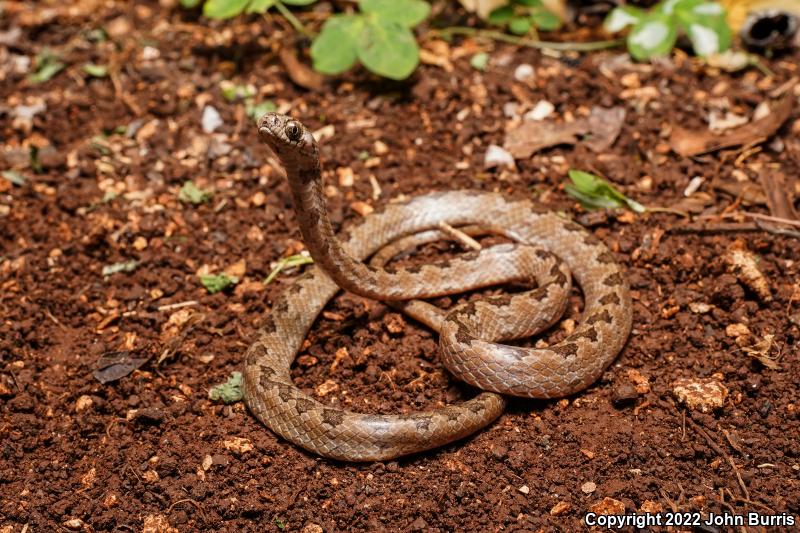 Pigmy Snail Sucker (Sibon sanniola sanniola)