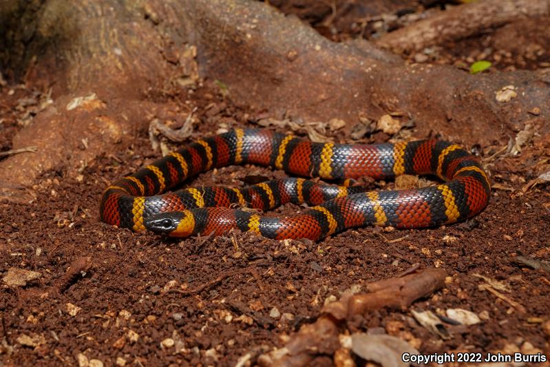 Guatemalan Milksnake (Lampropeltis triangulum abnorma)