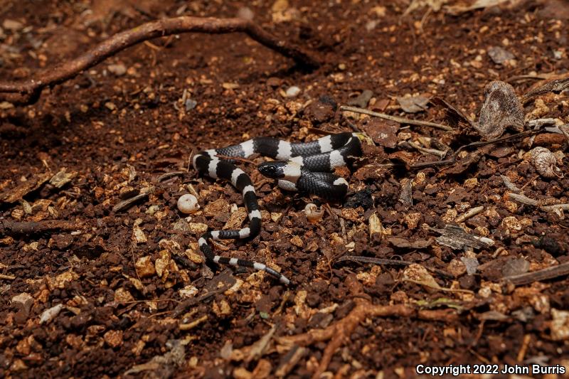 Snail-eating Thirst Snake (Dipsas brevifacies)