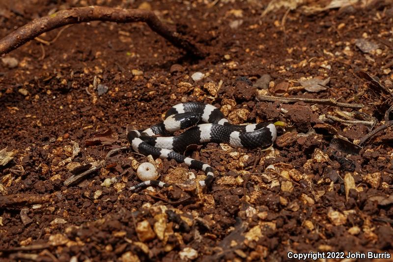 Snail-eating Thirst Snake (Dipsas brevifacies)