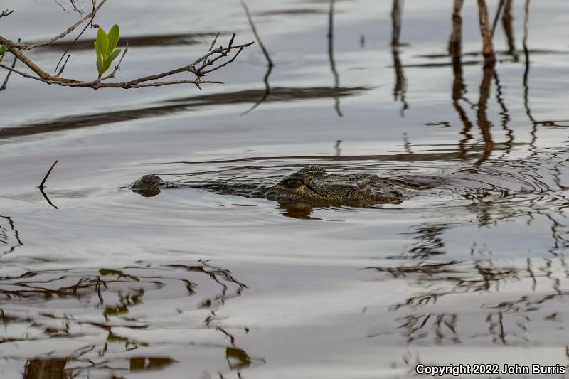 Morelet's Crocodile (Crocodylus moreletii)