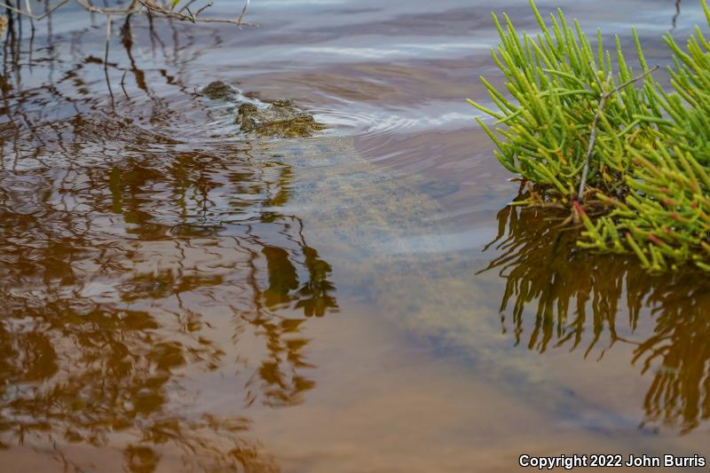 Morelet's Crocodile (Crocodylus moreletii)