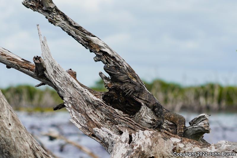 Gray's Spiny-tailed Iguana (Ctenosaura similis similis)