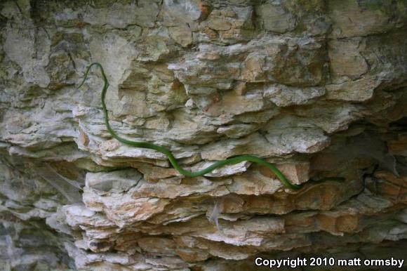 Northern Rough Greensnake (Opheodrys aestivus aestivus)