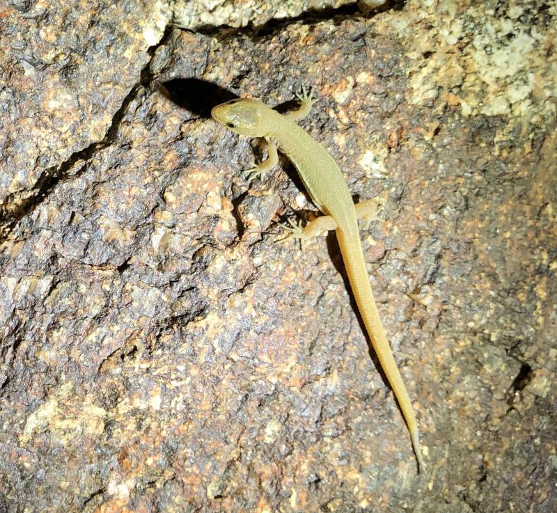 Wiggins's Desert Night Lizard (Xantusia wigginsi)