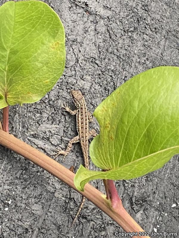 Cozumel Spiny Lizard (Sceloporus cozumelae)