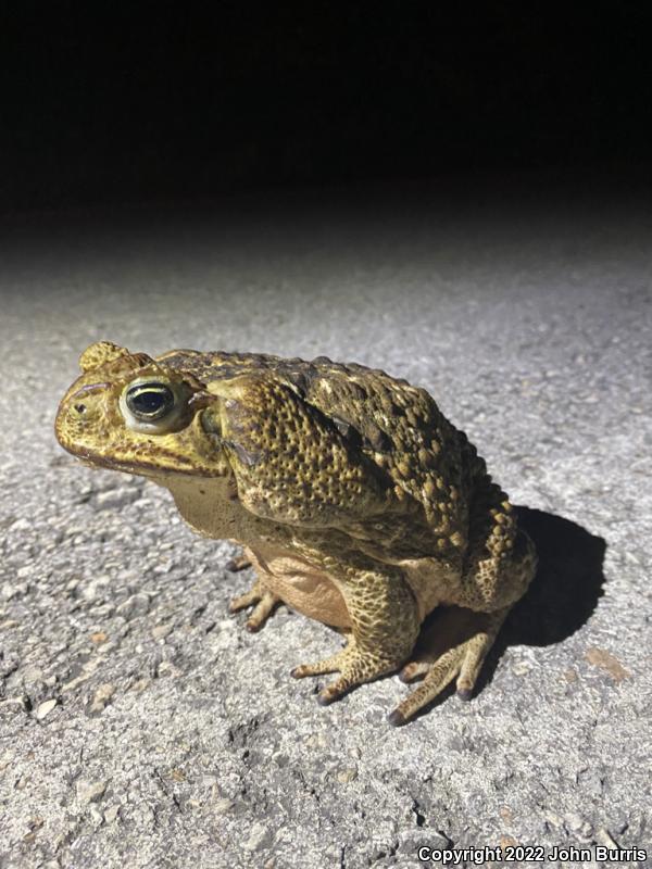 Cane Toad (Rhinella marina)