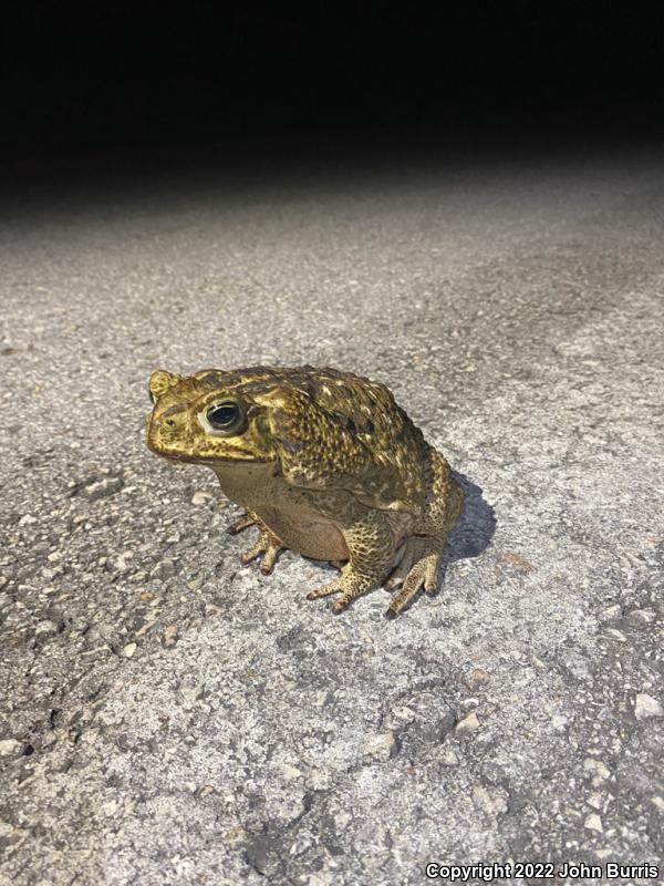 Cane Toad (Rhinella marina)