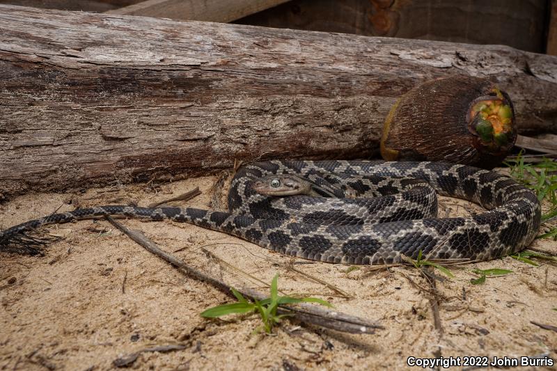 Yucatán Ratsnake (Pseudelaphe phaescens)