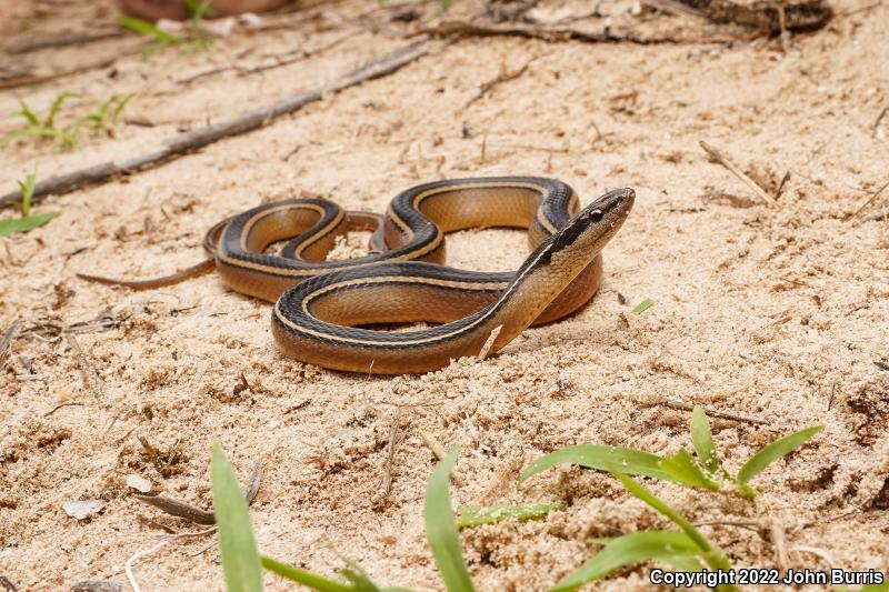 Schmidt's Black-striped Snake (Coniophanes schmidti)