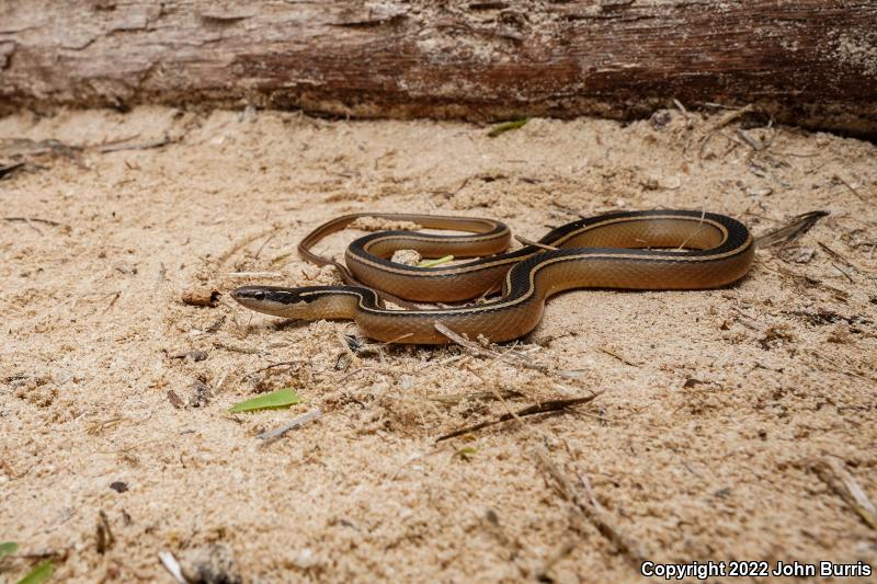 Schmidt's Black-striped Snake (Coniophanes schmidti)