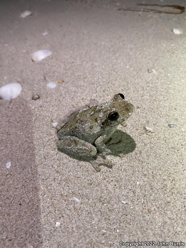 Mexican Treefrog (Smilisca baudinii)