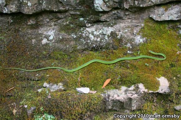 Northern Rough Greensnake (Opheodrys aestivus aestivus)