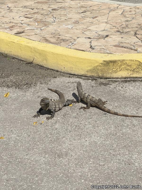 Gray's Spiny-tailed Iguana (Ctenosaura similis)