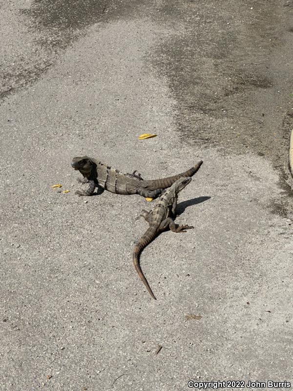 Gray's Spiny-tailed Iguana (Ctenosaura similis)