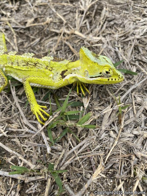 Serrated Casque-headed Iguana (Laemanctus serratus)