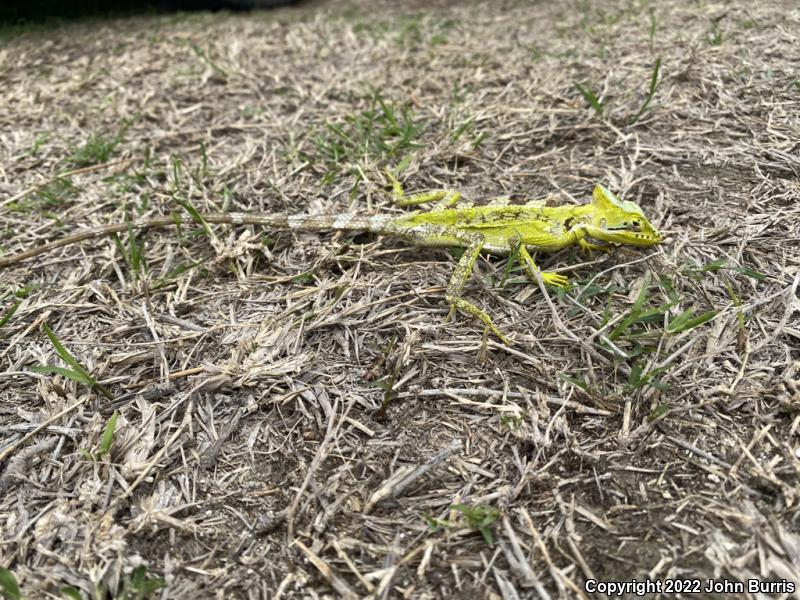 Serrated Casque-headed Iguana (Laemanctus serratus)