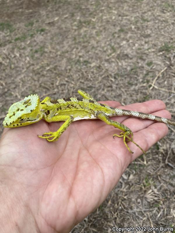 Serrated Casque-headed Iguana (Laemanctus serratus)