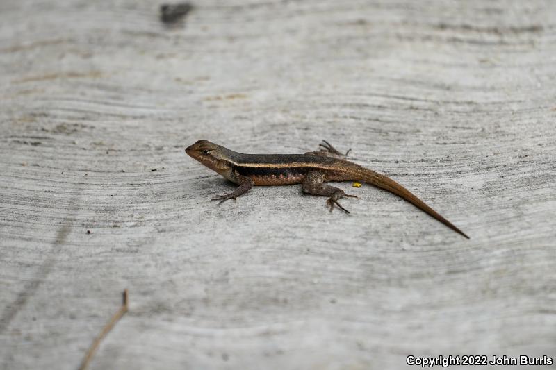 Yellow-spotted Spiny Lizard (Sceloporus chrysostictus)