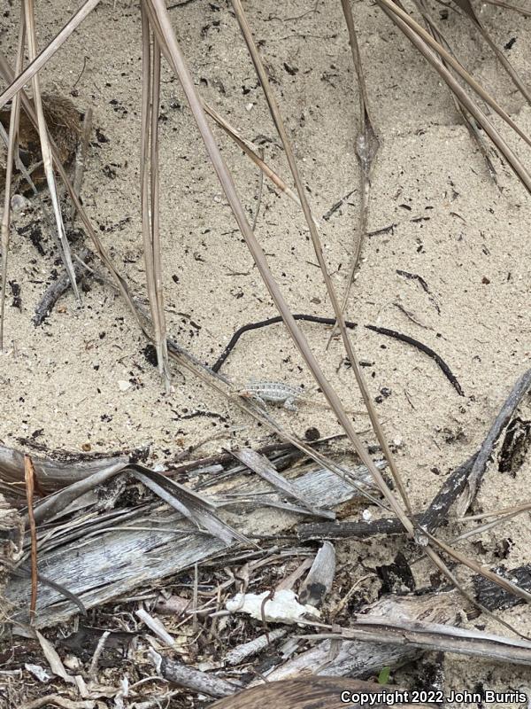 Cozumel Spiny Lizard (Sceloporus cozumelae)