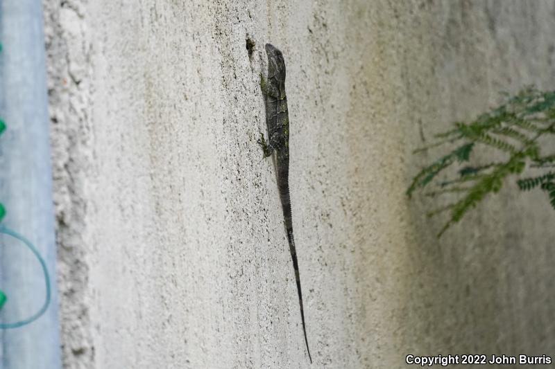 Gray's Spiny-tailed Iguana (Ctenosaura similis)