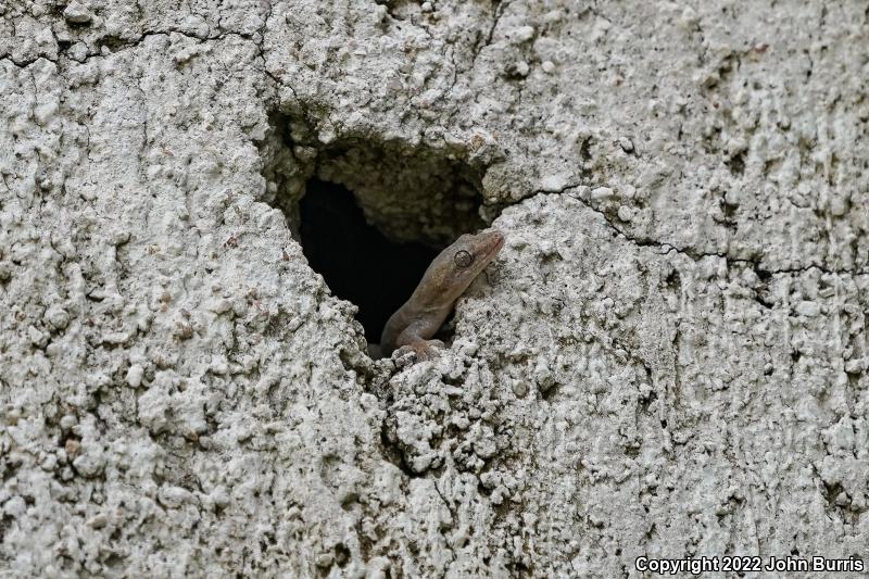 Common House Gecko (Hemidactylus frenatus)