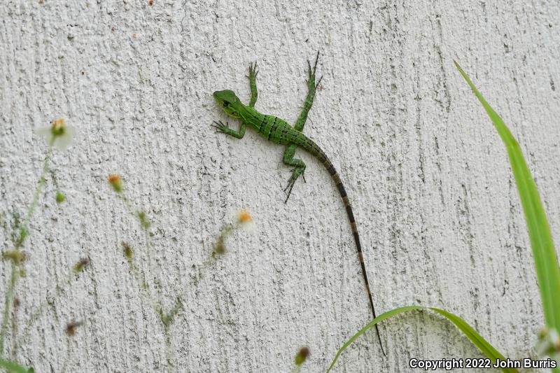 Green Iguana (Iguana iguana)