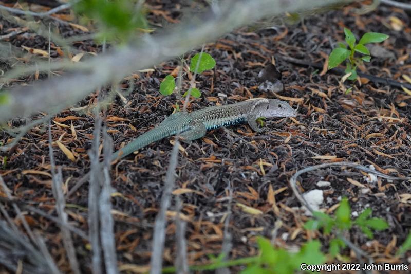 Rainbow Ameiva (Ameiva undulata)