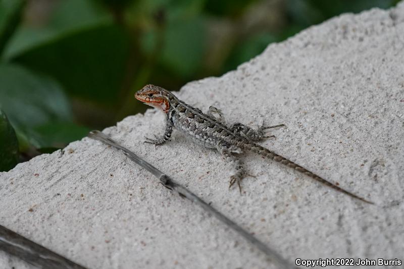 Cozumel Spiny Lizard (Sceloporus cozumelae)