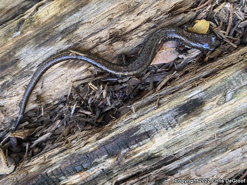 San Gabriel Mountains Slender Salamander (Batrachoseps gabrieli)